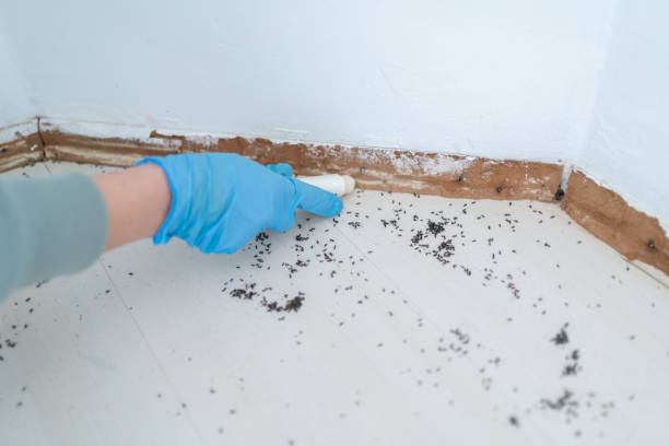 Best Pest Prevention Services  in Troy, MO